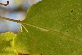 Image result for Croton megalobotrys