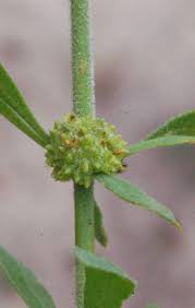 Image result for Pollichia campestris