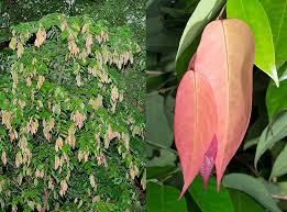 Image result for Cleistanthus