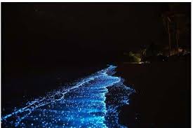 Music by kamal engels visuals by david warth from the tarkine, tasmania, australia created by kamal engels music available on itunes. Meeresleuchten Bild Von Bandos Maldives Tripadvisor