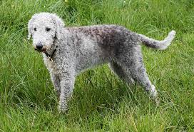 Who's awesome by the way. 16 Curly Haired Dog Breeds Playbarkrun