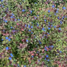 You'll most commonly find these beautiful royal blue flowers growing by the roadside, attracting bees. Blue Wave Lisa Ellis Gardens