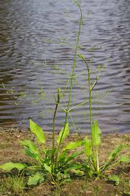 Image result for Wiesneria