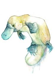 I Really Like The Colors In This Plus Its A Platypus So That Just Adds To The Amazingness Australian Native Animals Platypus Australian Animals