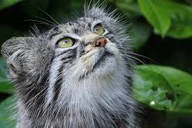 Heart Murmurs In Cats Symptoms Causes Diagnosis Treatment Recovery Management Cost