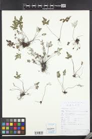 Image result for Aleuritopteris welwitschii