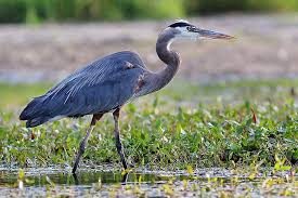 We may earn commission at no extra cost to you if you buy through a link on this page. 7 Ways To Protect Pond Fish From Herons And Other Predators