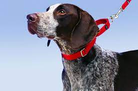 The best martingale dog collars martingale dog collars buying guide & faq what is a martingale dog collar? Martingale Collar Australia S Coolest Pet Supplies Tech Tails