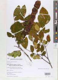 Image result for Albizia glaberrima