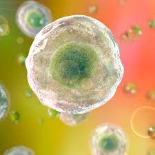 Structure and function of cytoplasm in animal cell. Cytoplasm Definition And Function