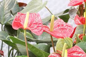 Anthurium Plant Care Tailflower Flamingo Flower And Laceleaf Plantopedia