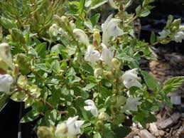 Scutellaria Alpina Flower Best Flower Wallpaper