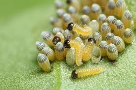 Butterfly Eggs 4 Raising Butterflies Insect Eggs Bugs And Insects