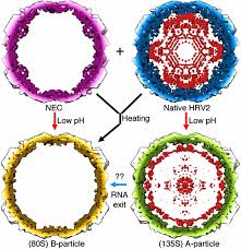 Touching an infected surface, like a door handle. Uncoating Of Common Cold Virus Is Preceded By Rna Switching As Determined By X Ray And Cryo Em Analyses Of The Subviral A Particle Pnas