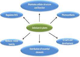 Frontiers An Overview Of Selenium Uptake Metabolism And Toxicity In Plants Plant Science