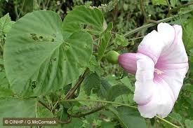 Image result for Stictocardia