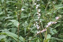 Image result for Persicaria hystricula