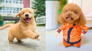 Sirin Yavru Kopek Videolari Komik Ve Eglenceli Baby Dogs Cute And Funny Dog Videos Compilation Youtube