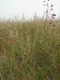 Image result for Melinis repens