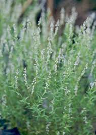 Image result for Polyspatha paniculata