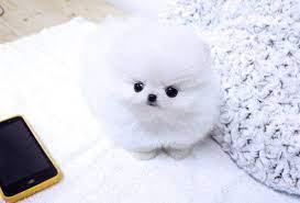 Find teacup puppies and puppies from indiana breeders. Teacup Pomeranian Husky Puppies Novocom Top