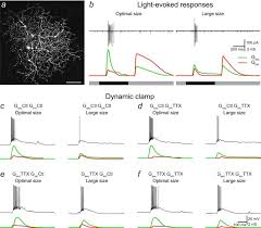 Perception Lecture Notes: Retinal Ganglion Cells