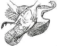 Make sure that the cavity gets filled. How To Clean Your Wild Turkey