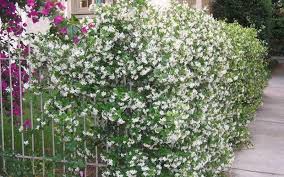 Check spelling or type a new query. Buy Fragrant Confederate Jasmine Vine Free Shipping For Sale Online From Wilson Bros Gardens