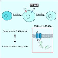 Learn about how phospholipids form the cell membrane, and what types of molecules can passively diffuse thorugh the membrane. Swell1 A Plasma Membrane Protein Is An Essential Component Of Volume Regulated Anion Channel Cell