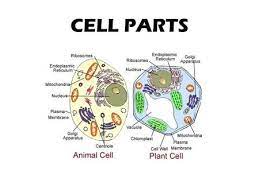 Plant and animal cell jobs. Cell Parts And Their Jobs Ppt Download