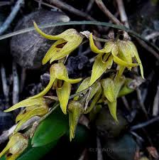 Image result for Psychotria sublyrata