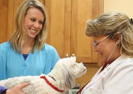 The petsmart online pet pharmacy provides prescription medications and otc treatments. Pet Prescriptions Archives