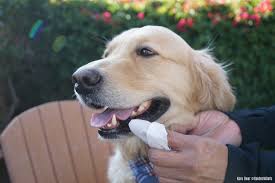 Dog Dental Health 5 Ways To Care For Your Dog S Teeth Golden Woofs