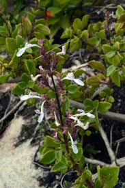 Image result for Aeollanthus