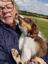 Versatile K9 sports club agility practice