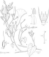 Image result for Ipomoea intrapilosa