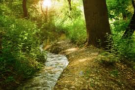 This game is release on 30 apr 2018. Free Photo Sunrise At The Forest Shrub Water Vegetation Free Download Jooinn