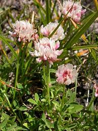 Image result for Trifolium wentzelianum