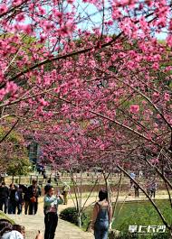 组图丨年嘉湖畔桃花朵朵开-掌上长沙