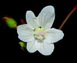 Image result for Hibiscus lobatus