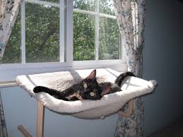 It allows your kitty to climb into a higher space which is a lot safer than on top of your kitchen cupboards see our best cat tower condo and diy cat tree ideas articles for some inspiration. Image Result For Diy Cat Window Perch No Screws Cat Window Cat Window Perch Cat Perch