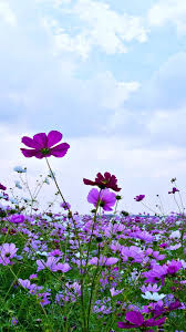Spring Man Made Windmill Buildings Field Flower Landscape Nature Spring Windmill 1080x1920 Mobil Flower Landscape Iphone Wallpaper Landscape Flower Wallpaper