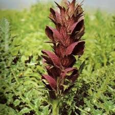 Image result for Acanthus polystachyus