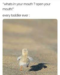 17 Fresh Animal Memes To Make You Laugh Till You Drop Funny Relatable Memes Funny Animal Memes Animal Memes