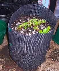 First example is, you can drill multiple holes in a plastic container like atleast 4 holes per. Diy Air Pruning Pot Experiment Grow Room Design Prune Diy