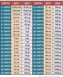 Gebelikte Haftalara Gore Bebegin Boy Ve Agirligi Hamilelik Yenidogan Bakimi Hamilelik Ipuclari