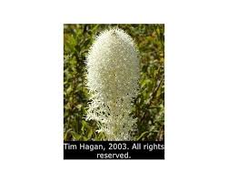 Image result for Xerophyta suaveolens