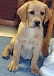 The amusing digital photography below, is other parts of everethyng about cocker spaniel cross labrador piece of writing which is classified within cocker spaniel, awesome, and posted at july 21st, 2018 09:47:44. Nikki The Labrador Beagle Mix Beagle Mix Puppies Cuddly Animals
