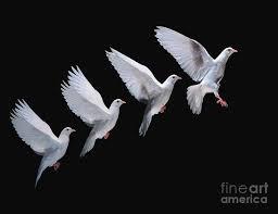 Sep 23, 2018 · rock doves are grey with black wing bars. White Dove In Flight Multiple Exposure 4 On Black Photograph By Warren Photographic