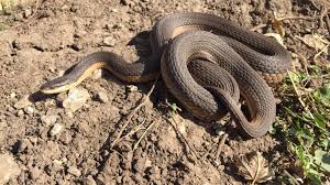 Although many people irrationally fear garter snakes, they are actually beneficial in controlling garden pest populations such as slugs. Kansas Herpetofaunal Atlas